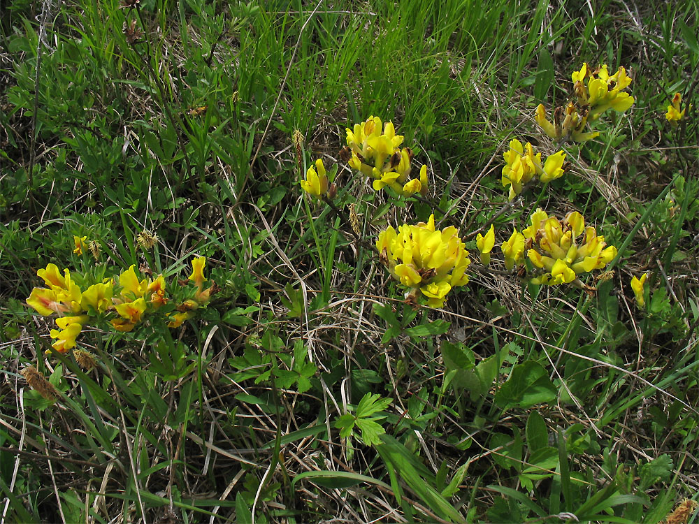 Image of Chamaecytisus ratisbonensis specimen.