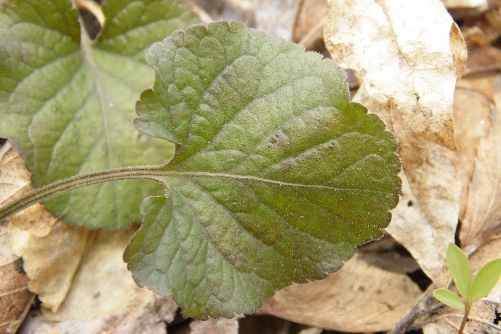 Image of Viola suavis specimen.