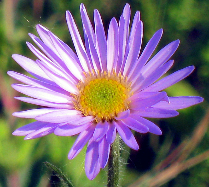 Изображение особи Aster alpinus.