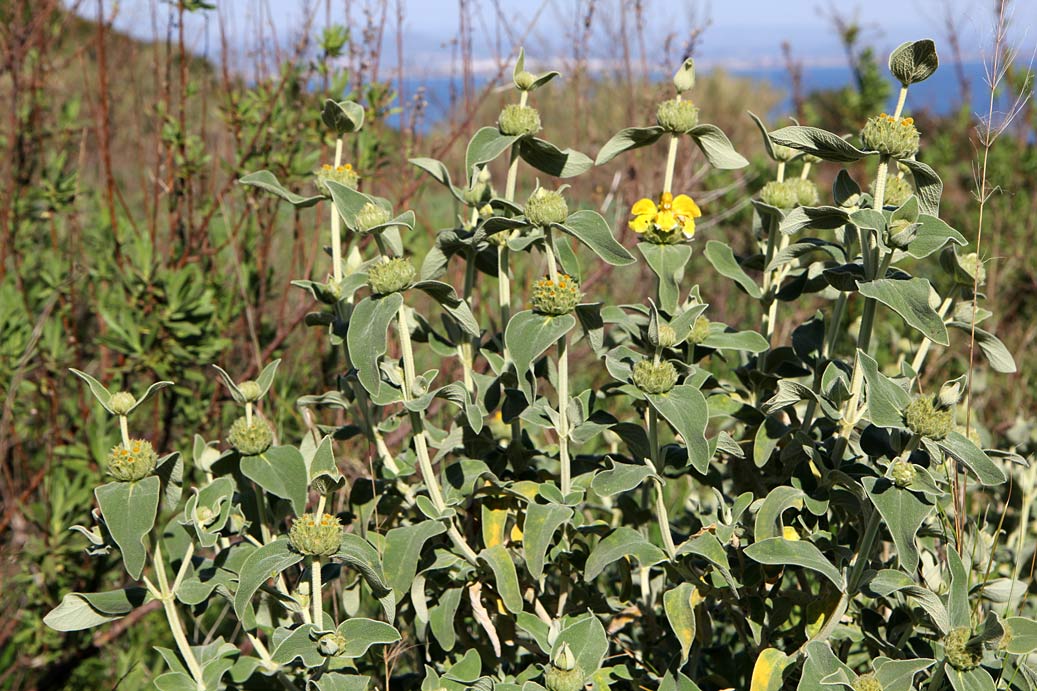 Изображение особи Phlomis fruticosa.