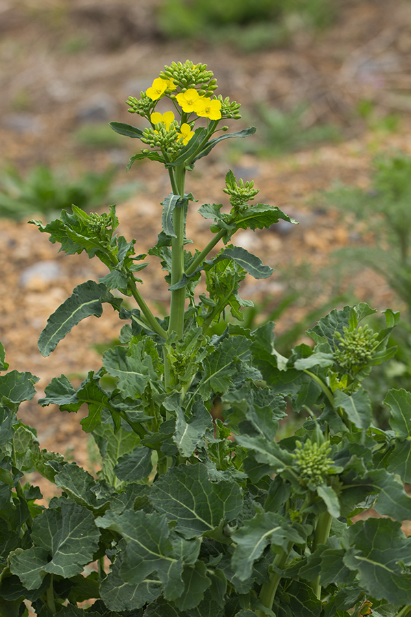 Изображение особи Brassica napus.