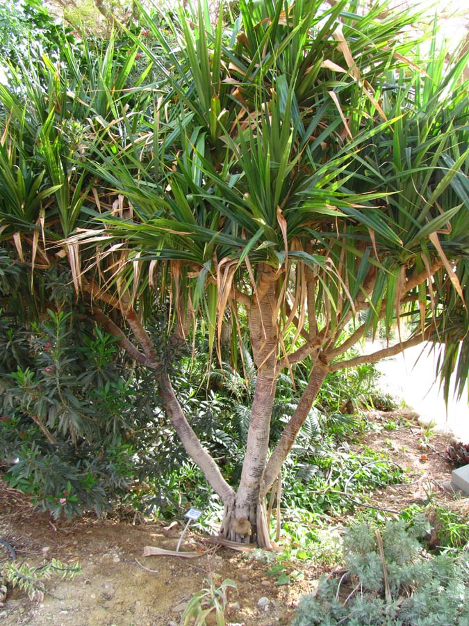Image of Pandanus utilis specimen.