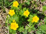 Trollius ranunculinus. Цветущее растение. Краснодарский край, Апшеронский р-н, окр. пос. Мезмай, гора Зауда. 30.04.2014.