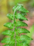 Polystichum braunii. Верхушка вайи. Краснодарский край, долина р. Мезмай, смешанный лес. 02.05.2014.