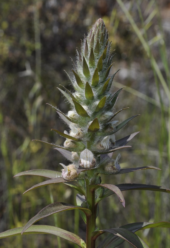 Изображение особи Digitalis lanata.