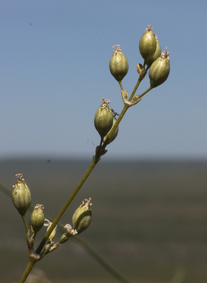 Изображение особи Silene baschkirorum.