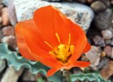 Tulipa variety korolkowioides