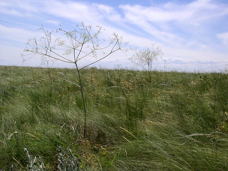 Image of Eriosynaphe longifolia specimen.