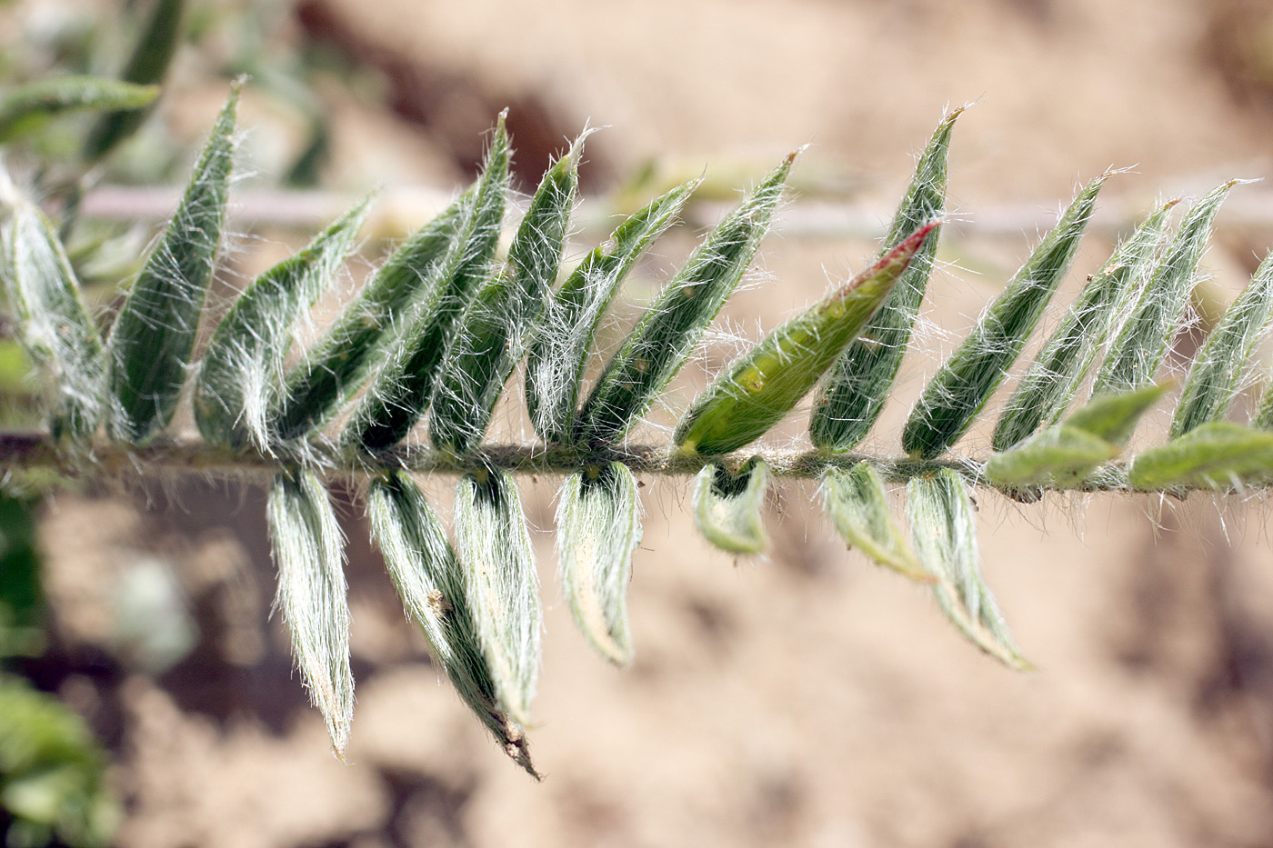 Image of Oxytropis ornata specimen.
