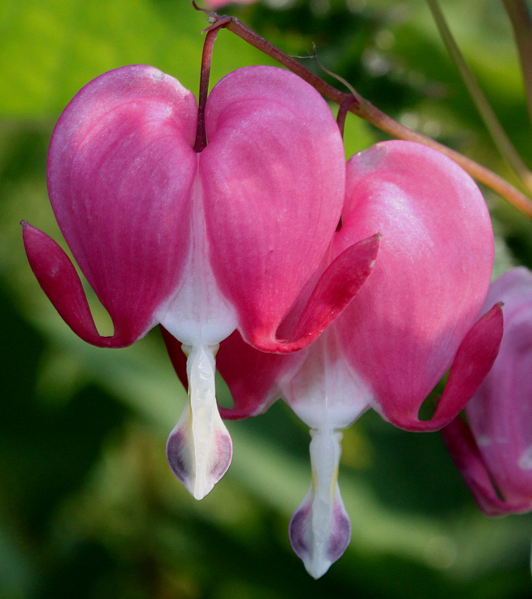 Изображение особи Dicentra spectabilis.