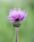 Cirsium canum