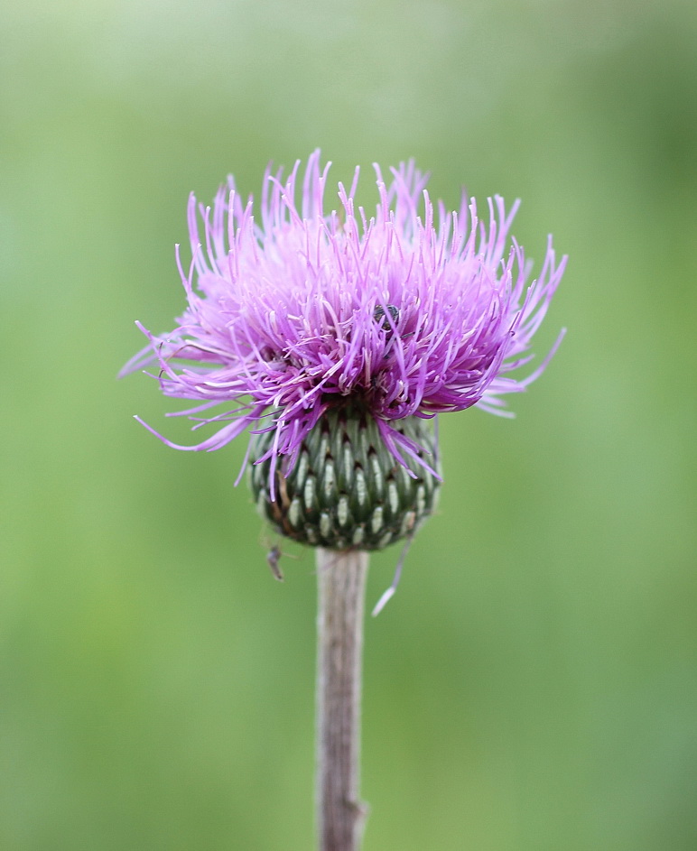 Image of Cirsium canum specimen.