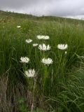 Centaurea cheiranthifolia