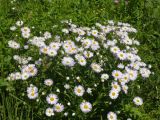 Erigeron speciosus