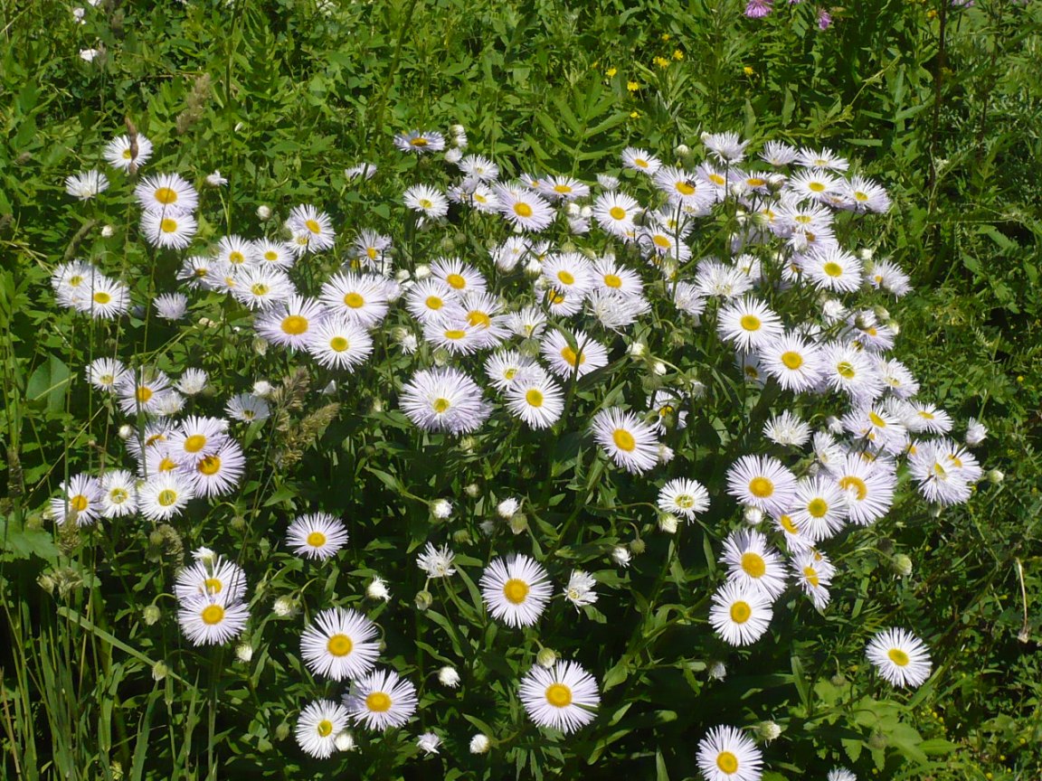 Изображение особи Erigeron speciosus.