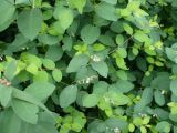 Symphoricarpos albus var. laevigatus