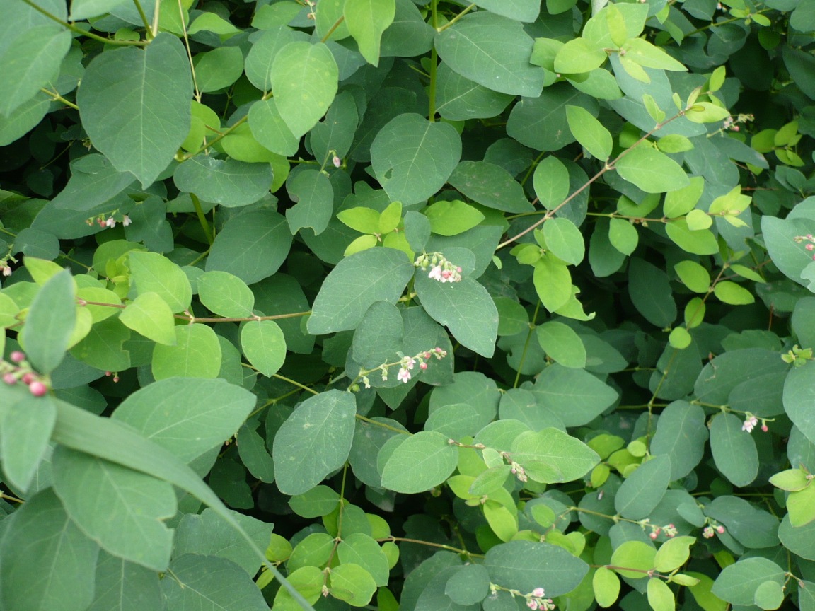 Изображение особи Symphoricarpos albus var. laevigatus.