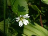 Cerastium davuricum