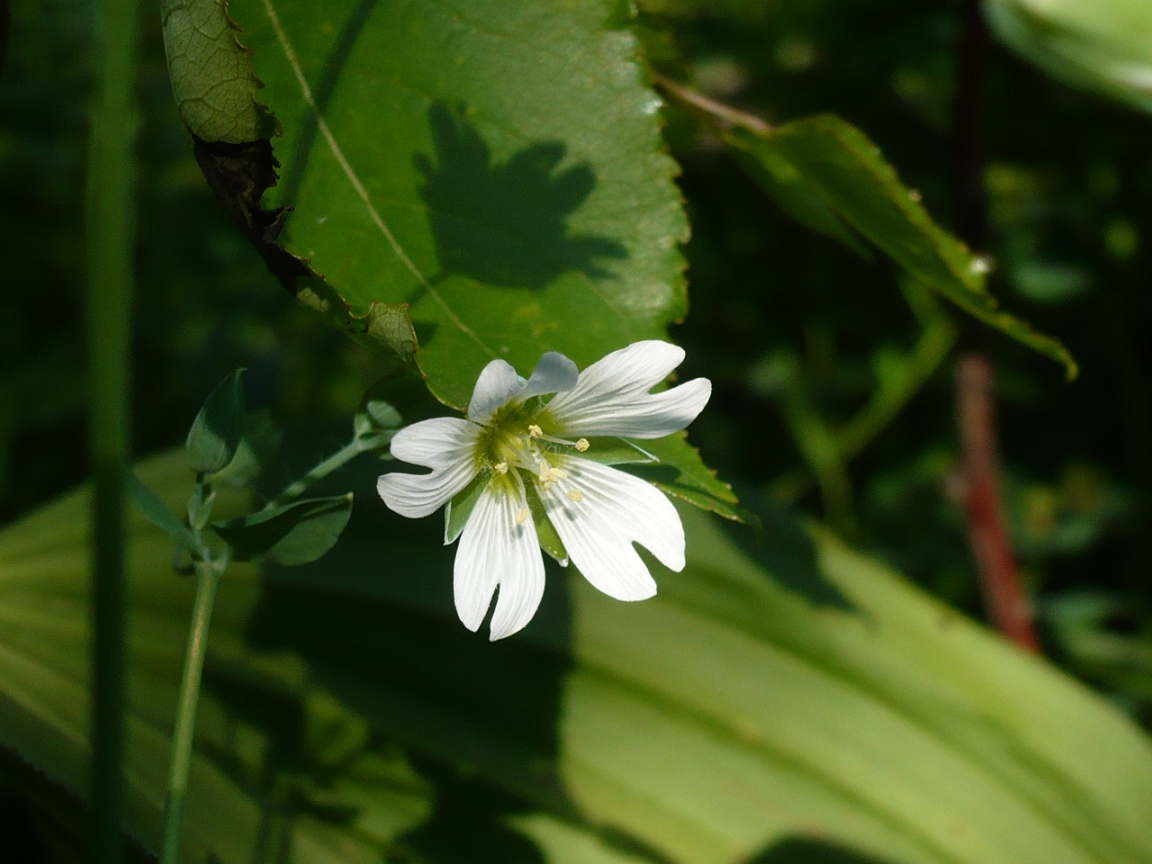 Image of Cerastium davuricum specimen.