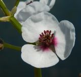 Sagittaria sagittifolia