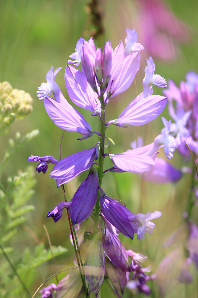 Изображение особи Polygala major.