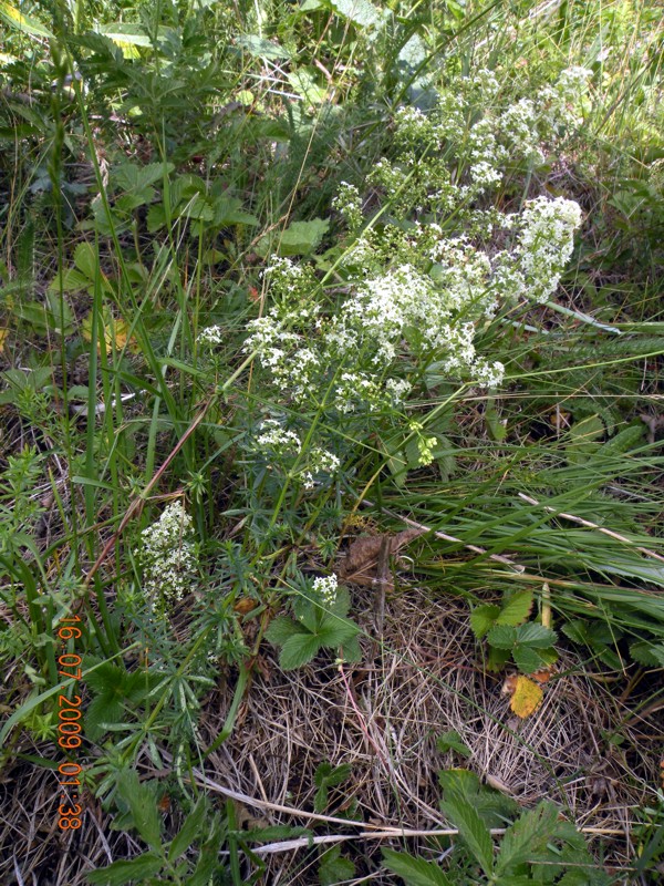 Изображение особи Galium album.