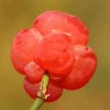 Ephedra distachya. Фруктификация (\"ягодовидная шишка\"; вид снизу со стороны самой крупной чешуи). Ростовская обл., Неклиновский р-н, Андреево-Мелентьевское с/п, дол. р. Миус. 23.07.2014.