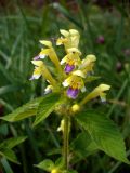 Galeopsis speciosa. Верхушка цветущего растения. Ярославская обл., Ярославский р-н, окр. пос. Красные Ткачи, просека под ЛЭП. 27 июля 2014 г.