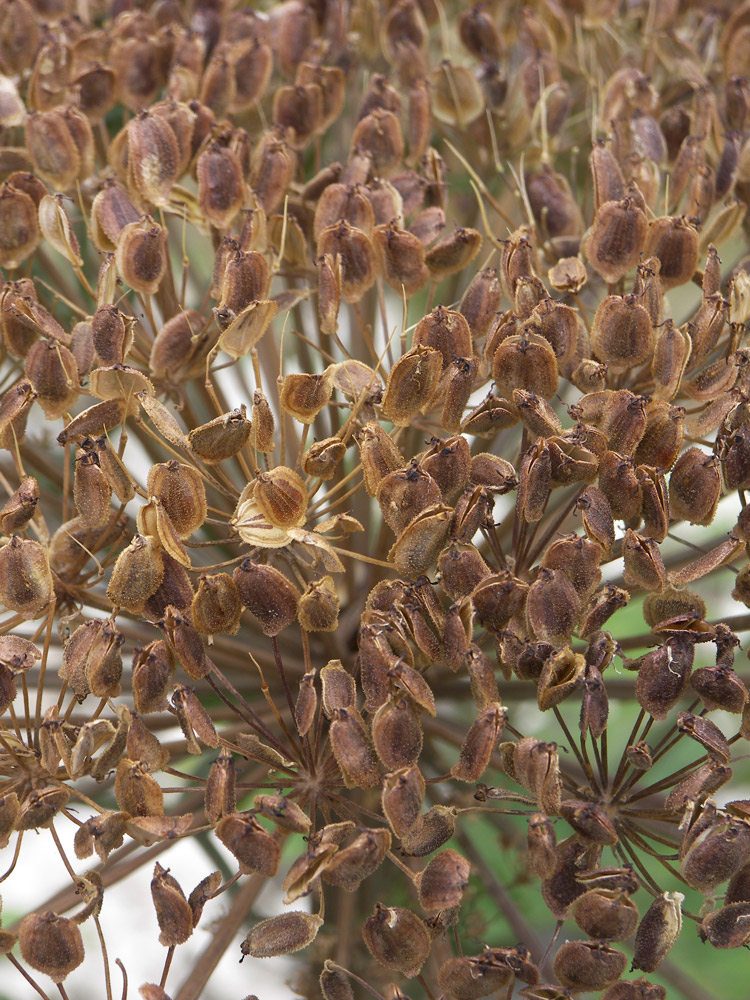 Image of genus Heracleum specimen.