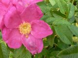 Rosa rugosa