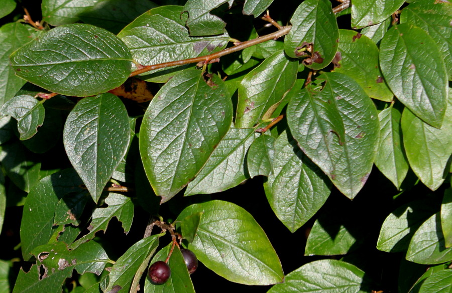 Image of Cotoneaster lucidus specimen.