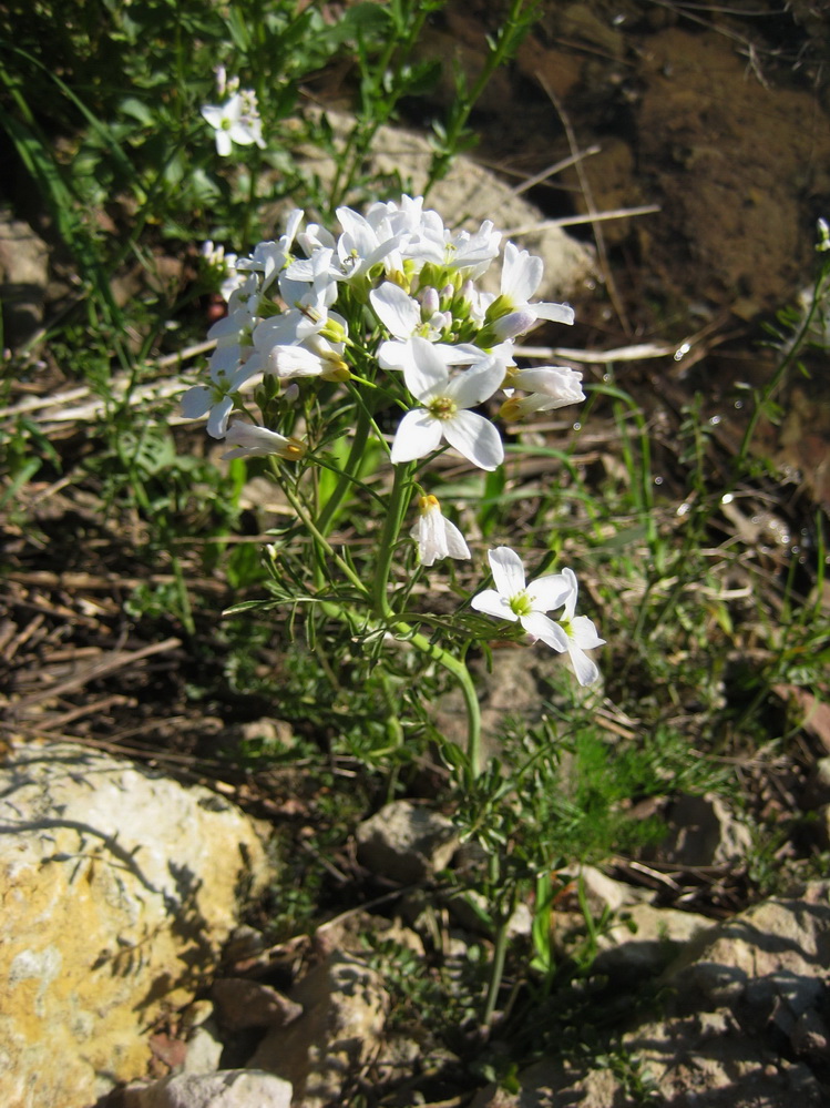 Image of Cardamine pratensis specimen.