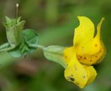 Mimulus guttatus. Цветок и отцветший цветок. Германия, г. Дюссельдорф, Ботанический сад университета. 05.09.2014.