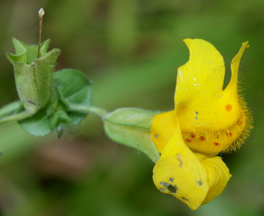 Image of Mimulus guttatus specimen.