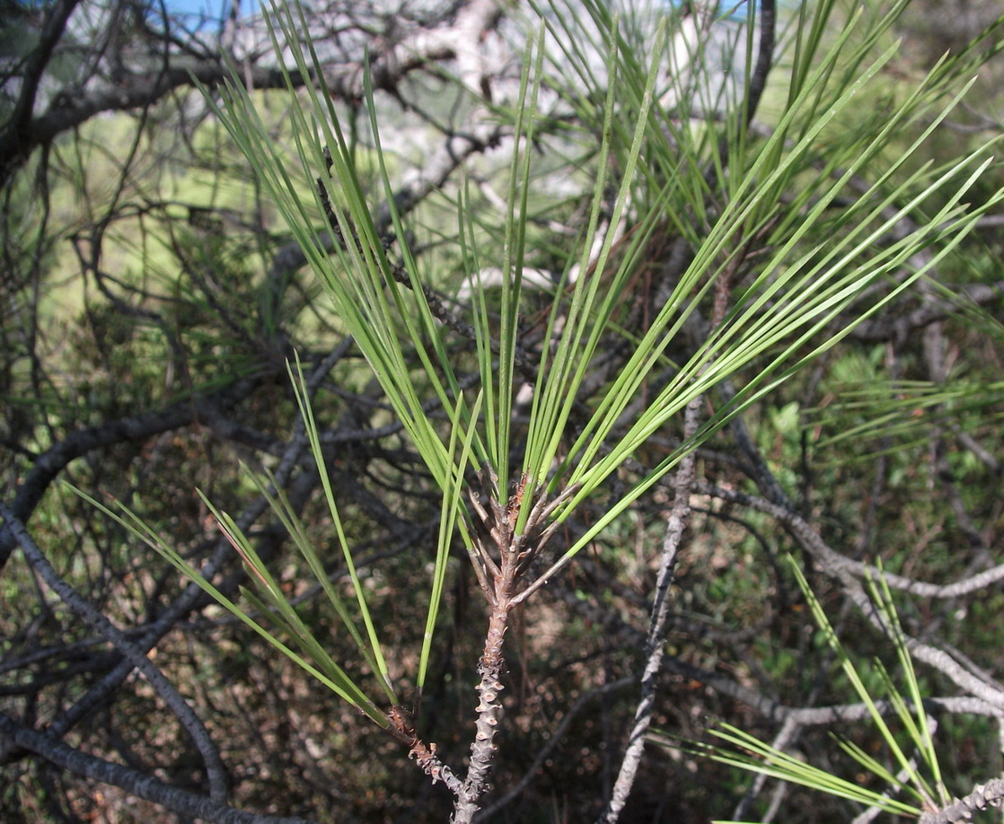 Изображение особи Pinus brutia.