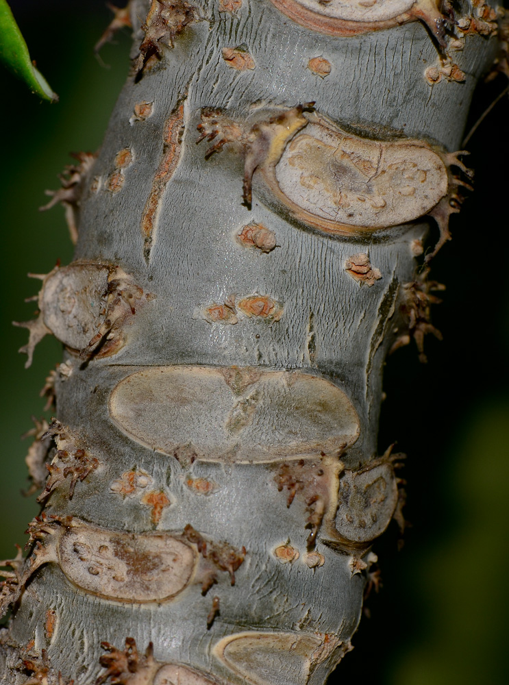 Image of Jatropha podagrica specimen.