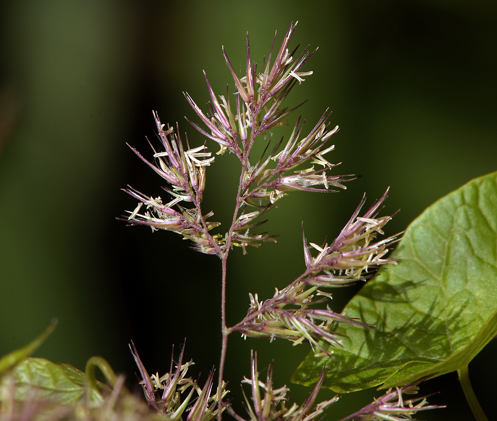 Изображение особи Calamagrostis epigeios.