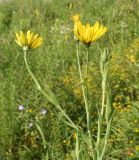 Tragopogon orientalis