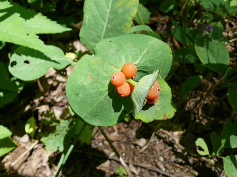 Image of Lonicera caprifolium specimen.