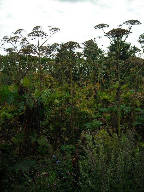 Image of Heracleum sosnowskyi specimen.
