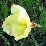 Oenothera macrocarpa