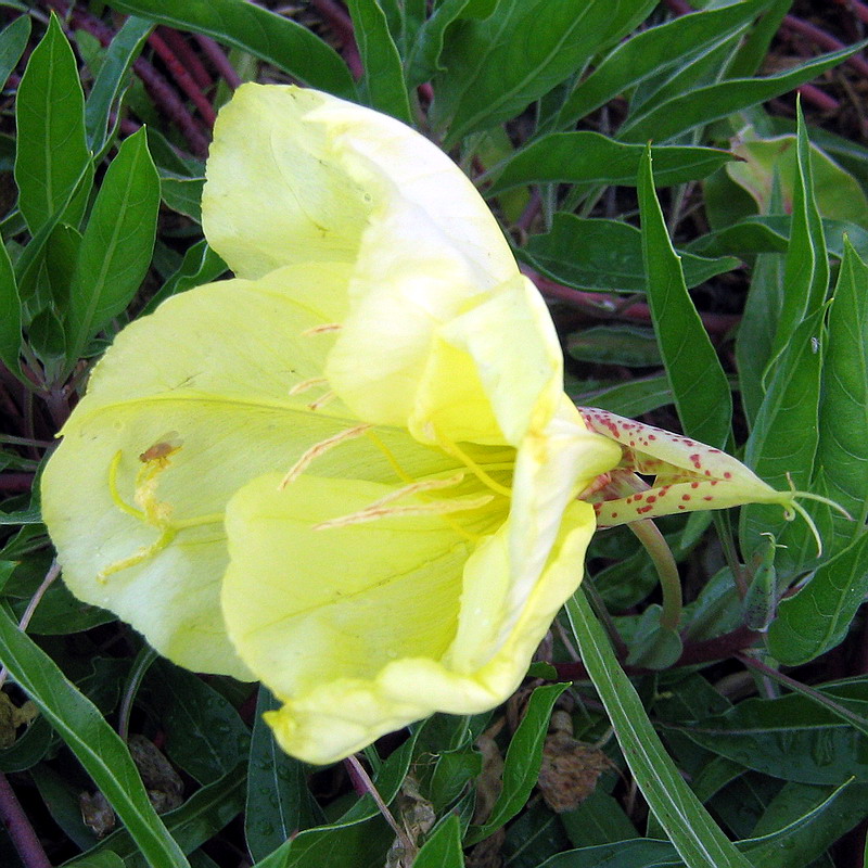 Изображение особи Oenothera macrocarpa.