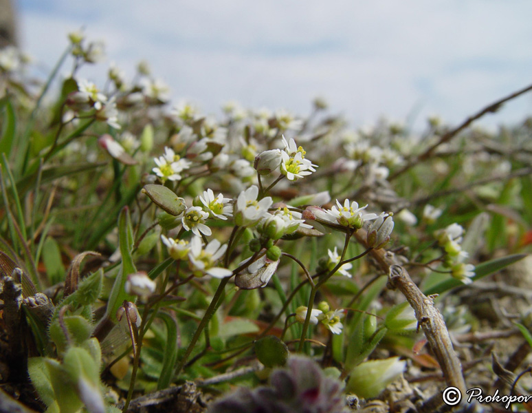 Image of Erophila praecox specimen.
