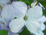 Lunaria rediviva