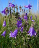 Campanula sibirica