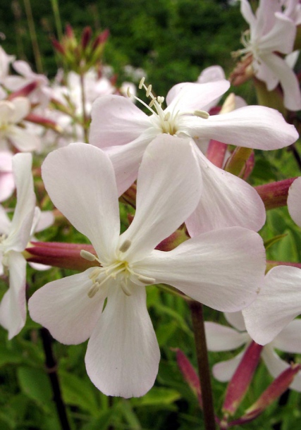 Image of Saponaria officinalis specimen.