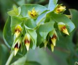 Cerinthe minor