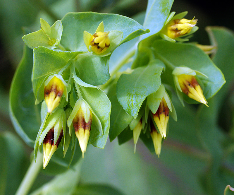 Image of Cerinthe minor specimen.