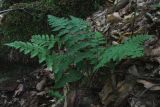 Dryopteris filix-mas