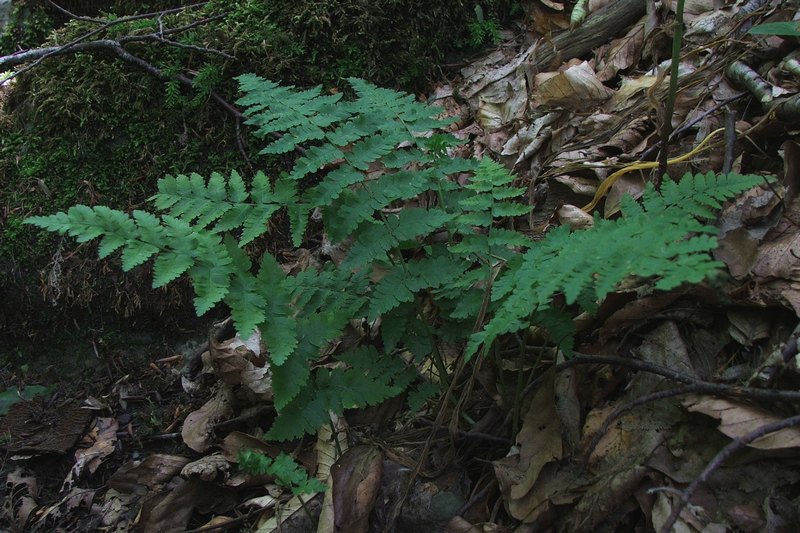 Изображение особи Dryopteris filix-mas.